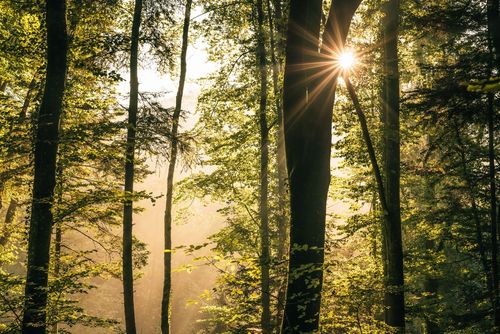 Waldstrategie Baden-Württemberg Regionale Waldgespräche gehen in eine neue Runde